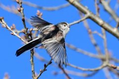 Long-tailed Tit - Aegithalos caudatus, RSPB Old Moor, 