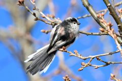 Long-tailed Tit - Aegithalos caudatus, RSPB Old Moor, 