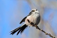 Long-tailed Tit - Aegithalos caudatus, RSPB Old Moor,