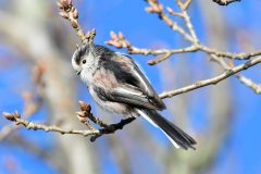 Long-tailed Tit - Aegithalos caudatus, RSPB Old Moor, 