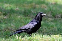 Carrion Crow - Corvus corone, Sherwood Forest.