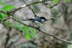 Coal Tit - Periparus ater, Sherwood Forest. 