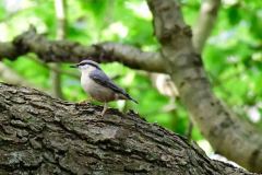 Nuthatch - Sitta europaea, Sherwood Forest.