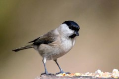 Marsh Tit - Poecile palustris Sherwood Forest.