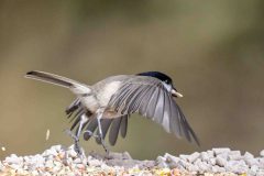 Marsh Tit - Poecile palustris Sherwood Forest. 