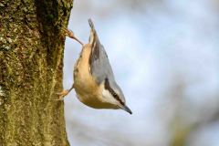 Nuthatch - Sitta europaea,  Sherwood Forest.