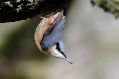 Nuthatch - Sitta europaea,  Sherwood Forest.