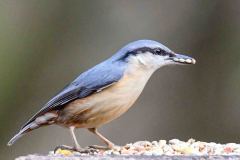 Nuthatch - Sitta europaea,  Sherwood Forest.