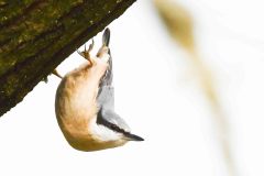 Nuthatch - Sitta europaea,  Sherwood Forest.