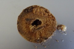 Marble gall with single chamber