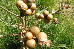 Multiple marble galls