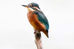 Kingfisher - YWT Potteric Carr.