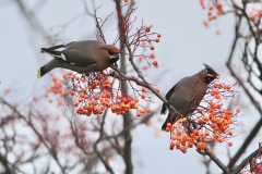 Waxwings, Bently.