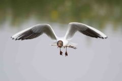 Black-headed Gull - Chroicocephalus ridibundus, RSPB Old Moor. 