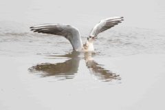 Black-headed Gull - Chroicocephalus ridibundus, RSPB Old Moor