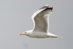 Herring Gull - Larus argentatus , RSPB Old Moor. 