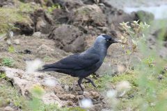 Jackdaw - Corvus monedula, RSPB Old Moor. 