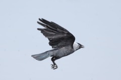 Jackdaw - Corvus monedula, RSPB Old Moor.