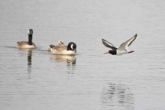 Oystercatcher - Haematopus ostralegus, RSPB Old Moor.