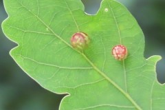 Cynips longiventris, the Striped Pea Gall, Holmes Carr Great Wood. 