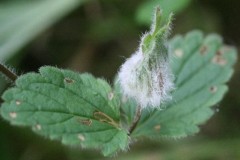 Liposthenes glechomae,  Holmes Carr Great Wood. 