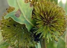 Andricus lucidus - hedgehog gall,    Holmes Carr Great Wood. Photo by Tom Higginbottom