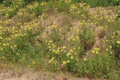 Eriophyes inangulis & E. laevis,    Holmes Carr Great Wood. 