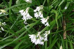 Photo 7 Three Cornered Leek by Nora