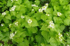 Photo6 Garlic Mustard by Nora