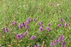 Betony at Owston Meadows