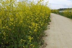 Black Mustard at St Aidan's