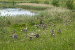 Greylags at St Aiden's