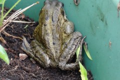 Common Frog (Rana temporaria), Intake, Doncaster.