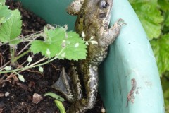 Common Frog (Rana temporaria), Intake, Doncaster.