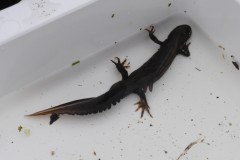 Great Crested Newt (Triturus cristatus),