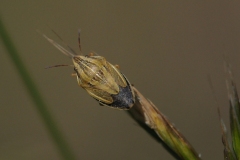 Bishop's Mitre Shieldbug - Aelia acuminata, Anston Stones.