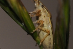 Bishop's Mitre Shieldbug - Aelia acuminata, Anston Stones