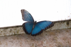 Blue Morpho - Morpho peleides, Anston butterfly farm.