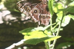 Blue Morpho, Anston Stone Wood.