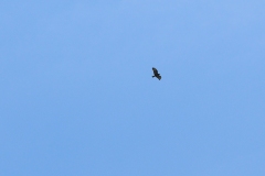 Buzzard - Buteo buteo, Anston Stones.