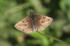 Dingy Skipper - Erynnis tages, Anston Stones Wood