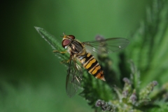 Episyrphus balteatus - Marmalade Hoverfly, Anston Stones