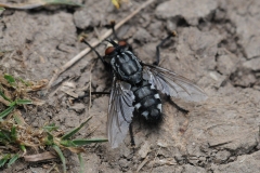 Flesh Fly - Sarcophaga carnaria, Anston Stones.