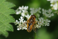 Helophilus pendulus, Anston Stones.