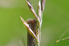 Grass moth (Crambidae), Anston Stones.