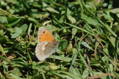 Small Heath - Coenonympha pamphilus, Anston Stones.