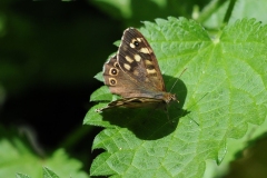 Speckled Wood - Pararge aegeria, Anston Stones