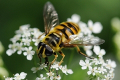 Myathropa florea. Anston Stones.