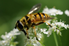 Myathropa florea. Anston Stones