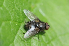 Muscid sp. Anstone Stones